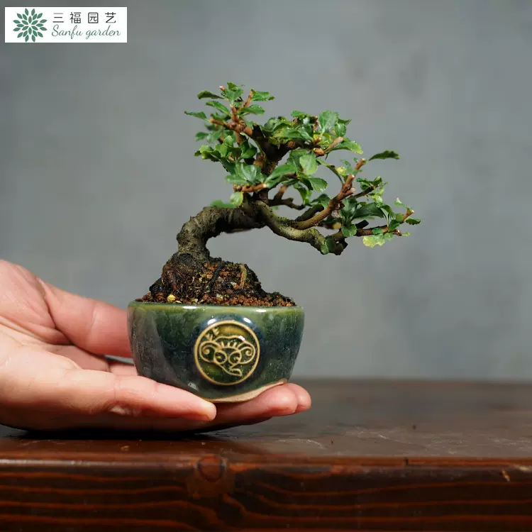 日本八重咲长寿梅一代深红老桩微型盆景盆栽品种-Taobao