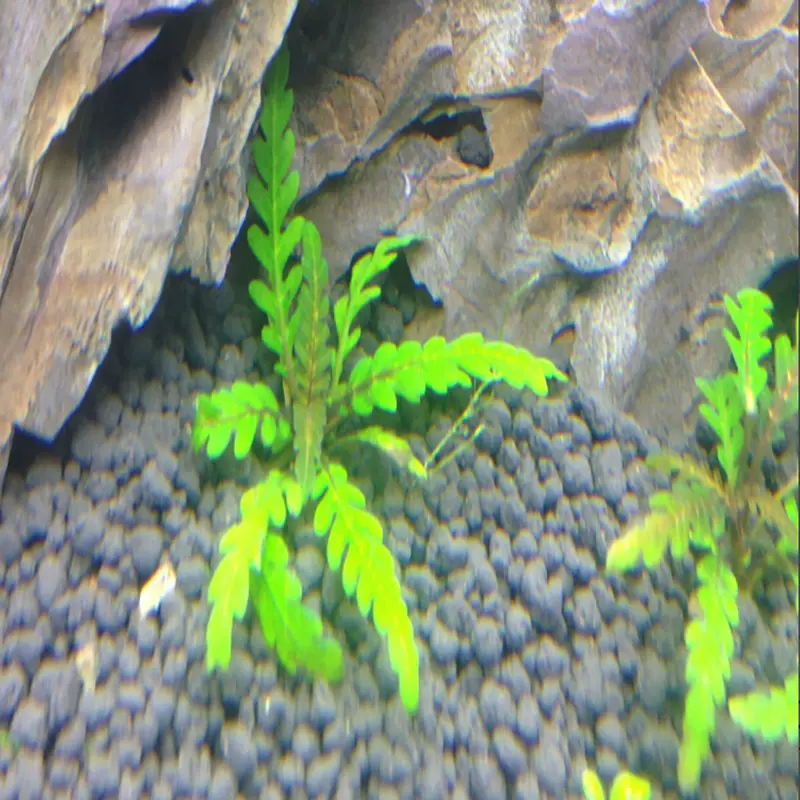 鱼缸水草造景种植真阴性易养殖无需co2雨羽裂水蓑衣 鱼缸水草造景种植真阴性易养殖无需co2雨羽裂水蓑衣