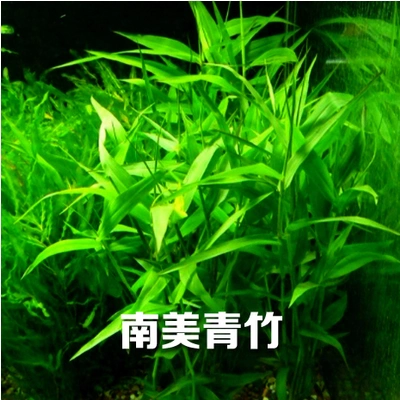 水族箱鱼缸印度小竹节草中后景南美水青竹水草缸新手