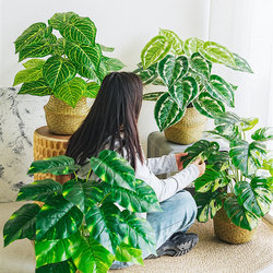 Simulated Green Plant Small Potted Monstera Nordic Style Indoor Living Room Decoration Artificial Plant Landscaping Floor-Standing Ornament