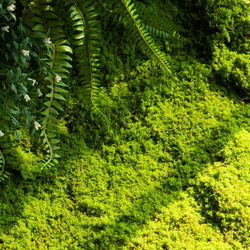Simulation landscaping materials for green plants, moss, moss, turf
