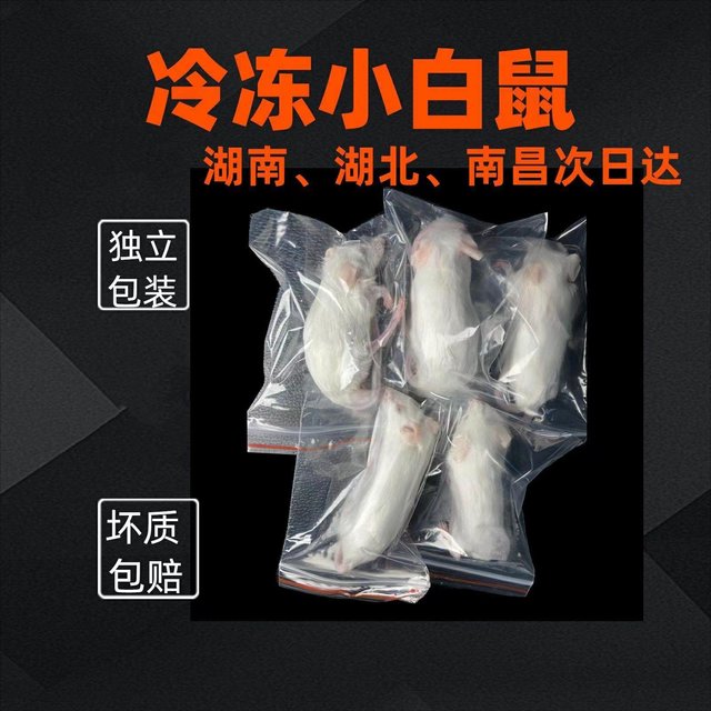 Curated visual reference: Picture Idea: Frozen Frozen Fresh Little White Mouse Milk Mice Feed Reptile