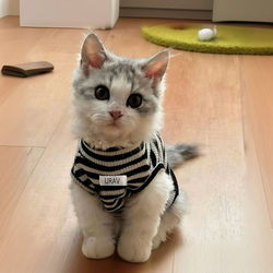 Super Cute and Stylish High-End Black and White Striped Clothes for Hairless Cats, German Domestic Cats, New Spring and Summer Clothing Vest