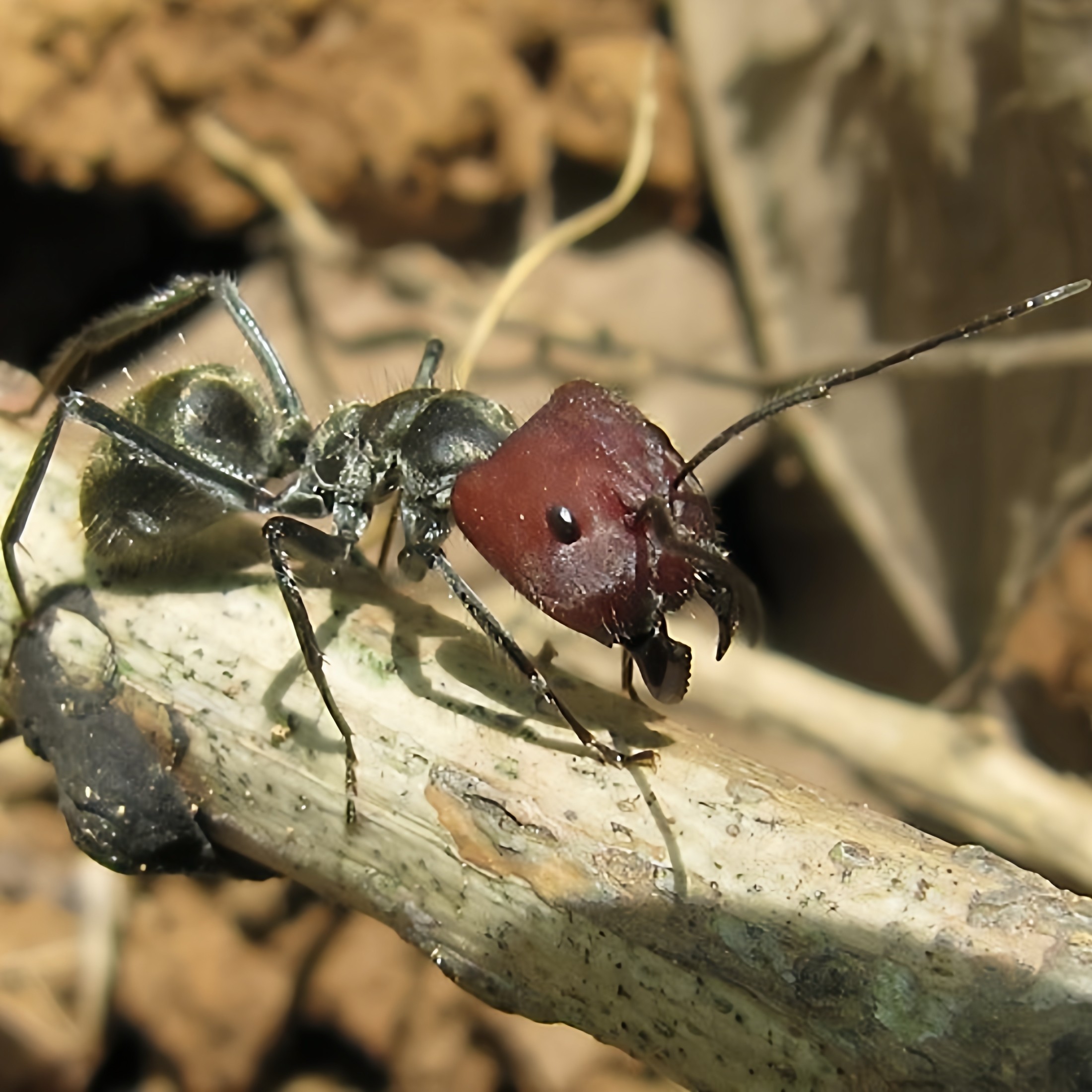 Ant ranch red bowback ant c.singularis pet ant queen group المحلي ...