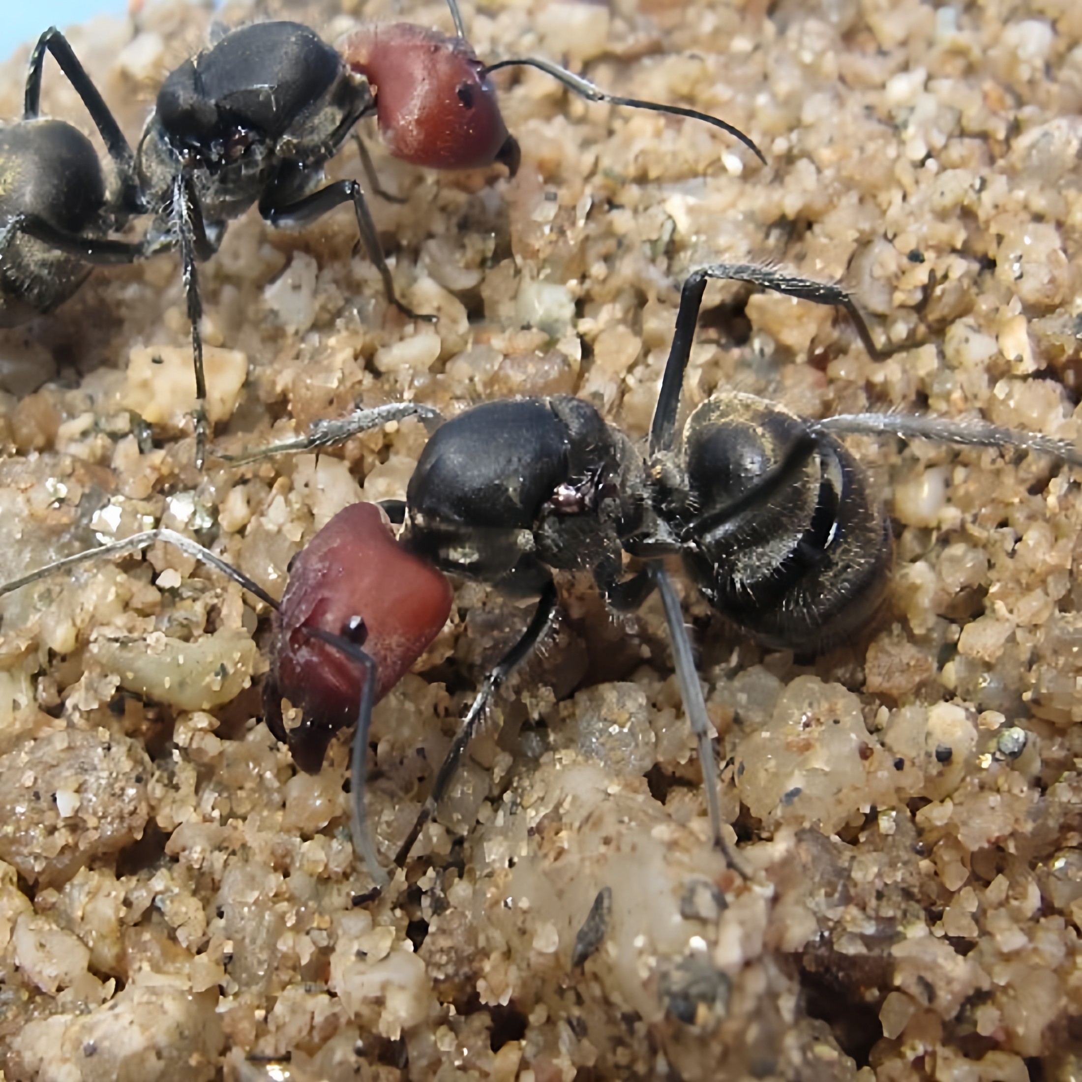Ant ranch red bowback ant c.singularis pet ant queen group المحلي ...