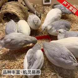 Pet chicken ornamental Internet celebrity chicken live German dress live mini chicken pure white tile gray live dress free shipping