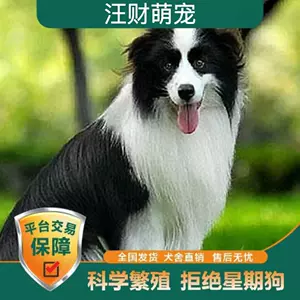 live dog Latest Best Selling Praise Recommendation | Taobao