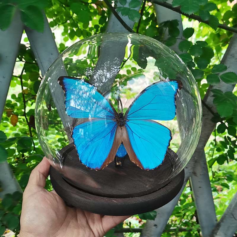 モルフォ・ディディウス（オス、ペルー産） モルフォ・ディディウス