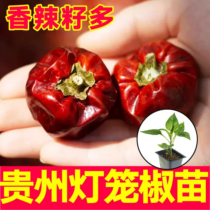 微辣特香贵州灯笼椒苗秧带土球香味浓红灯笼椒辣椒种子籽四季盆栽