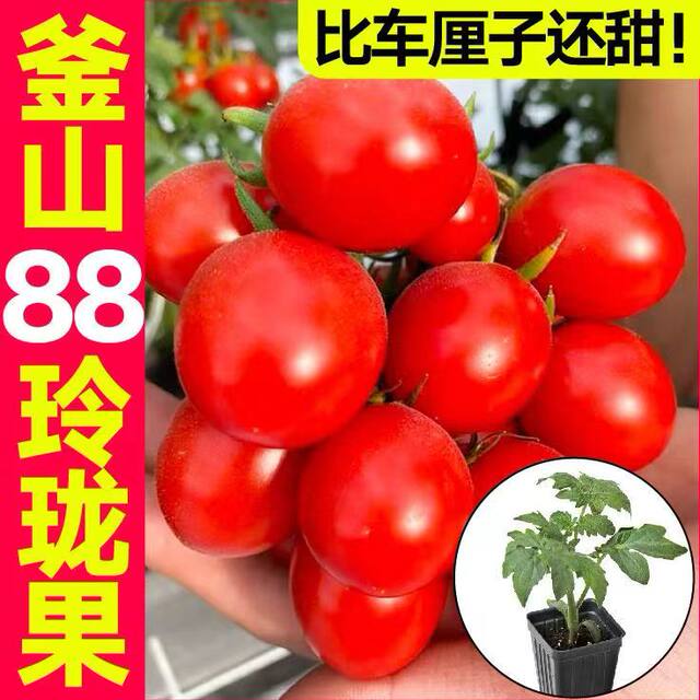 Authentic super sweet Busan 88 exquisite fruit seedlings with soil ball cherry tomato seeds four seasons spring and autumn potted tomato seeds