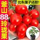 Authentic super sweet Busan 88 exquisite fruit seedlings with soil ball cherry tomato seeds four seasons spring and autumn potted tomato seeds