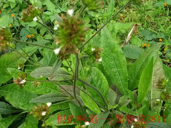 500克新鲜白花地胆头牛舌草白花苦地胆丁竖