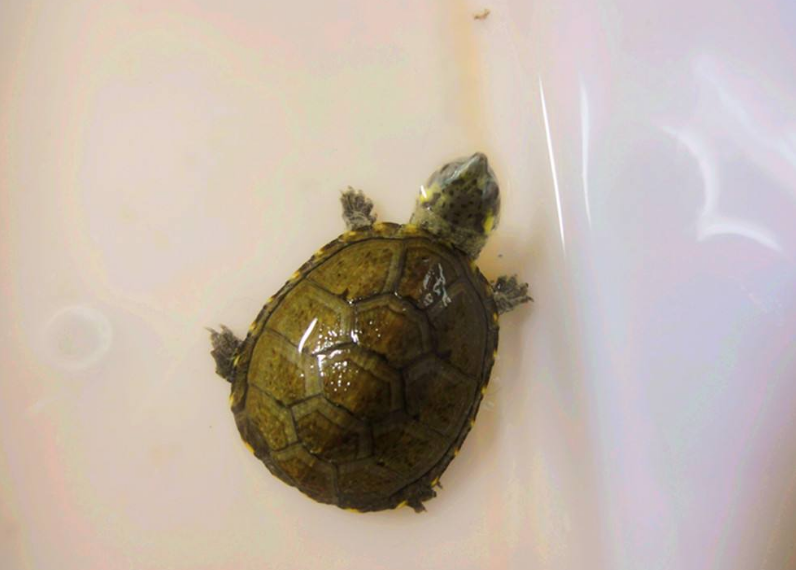 饲养龟苗水位死亡线在哪里