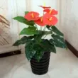 Cây xanh cây giả nhỏ giọt Quán Âm anthurium mô phỏng cây trồng trong chậu phòng khách văn phòng sàn trang trí nhựa hoa nghệ thuật hoa giả cẩm tú cầu Cây hoa trang trí