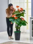 Cây tiền mô phỏng cây trồng trong chậu cây xanh nhựa cây giả lớn tầng phòng khách giả cây cảnh trang trí hoa trong nhà cây hoa giả Cây hoa trang trí