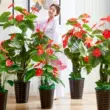 hoa lụa trang trí phòng khách Cây nhân tạo anthurium hoa nhân tạo phòng khách chậu cây cây nhân tạo đứng trên sàn cây xanh cây cảnh nhựa trang trí hoa nhân tạo lớn hoa giả de bàn làm việc cành lựu trang trí Cây hoa trang trí