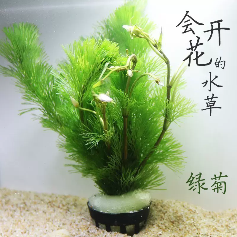 绿菊花水草后景草小鱼缸金鱼草水族箱活体造景套餐