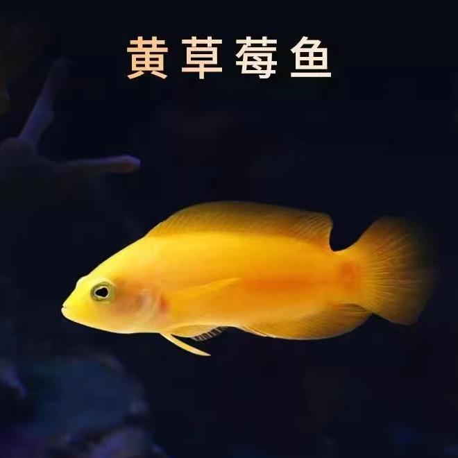 海明海水鱼观赏鱼活体/黄草莓鱼/顺丰包活到家