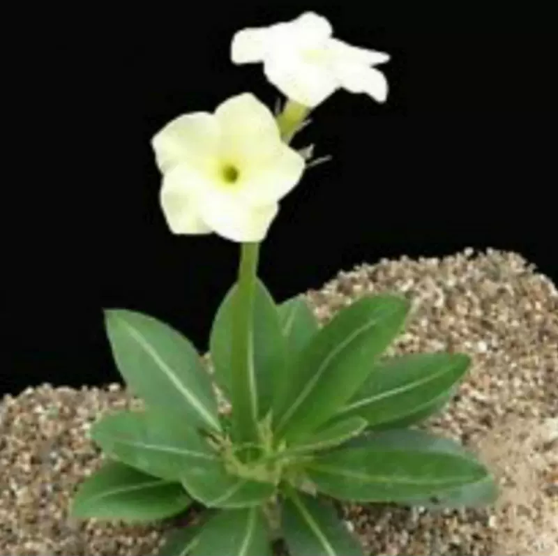 多肉植物块根白花惠比须笑5粒种子21年5月新到包邮