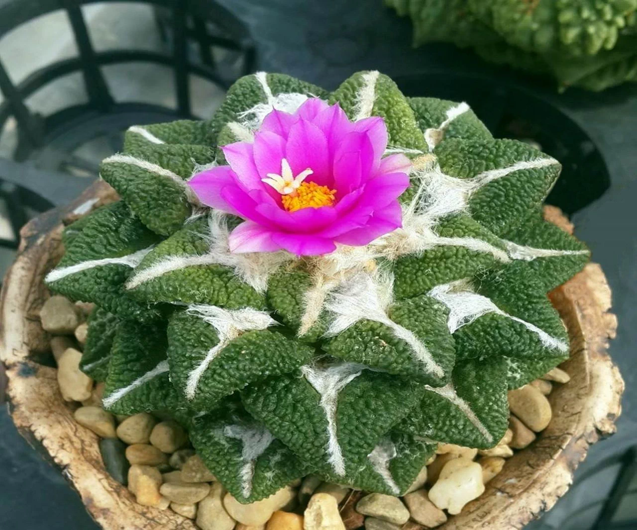 多肉植物仙人掌象足黑牡丹elephantidens 10粒种子