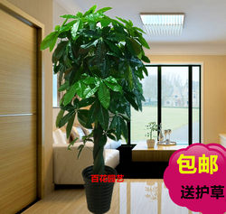 Artificial Money Tree, Simulated Plant, Floor-Standing Potted Plant, Large Living Room Bonsai, Artificial Flower, Plastic Flower Decoration, Simulated Green Plant