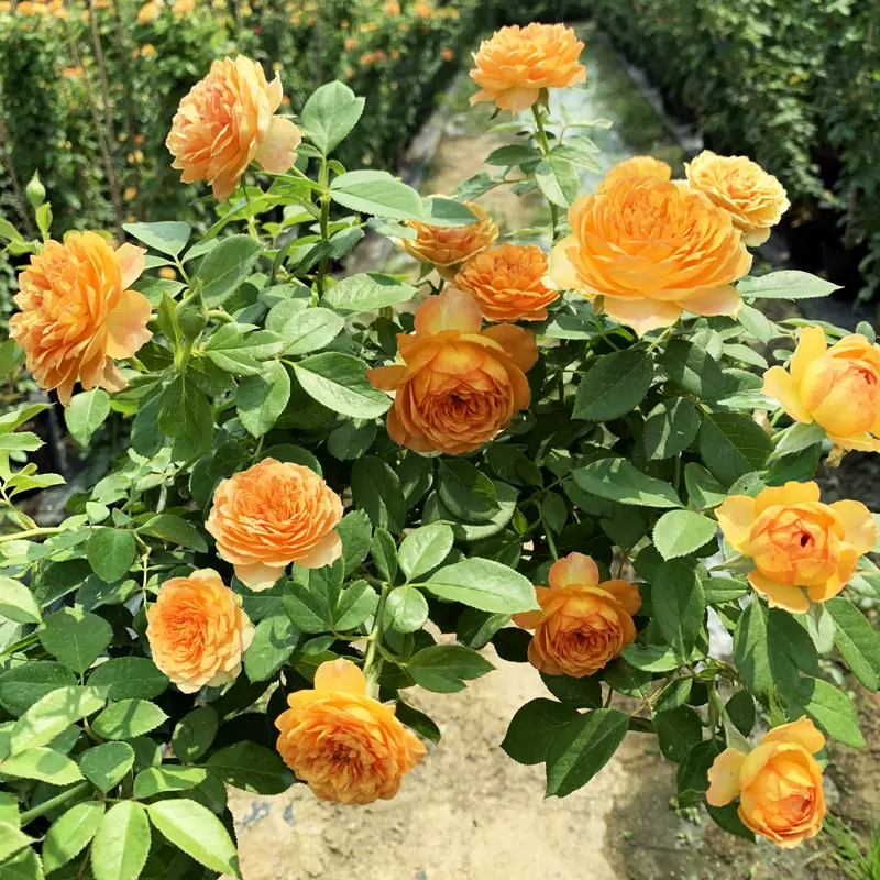 蜂蜜焦糖爬藤月季大苗藤本母系攀爬植物庭院藤本花卉多