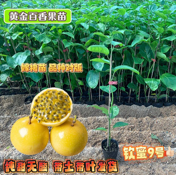 Pure Sweet Qinmi No. 9 Golden Passion Fruit Four Seasons