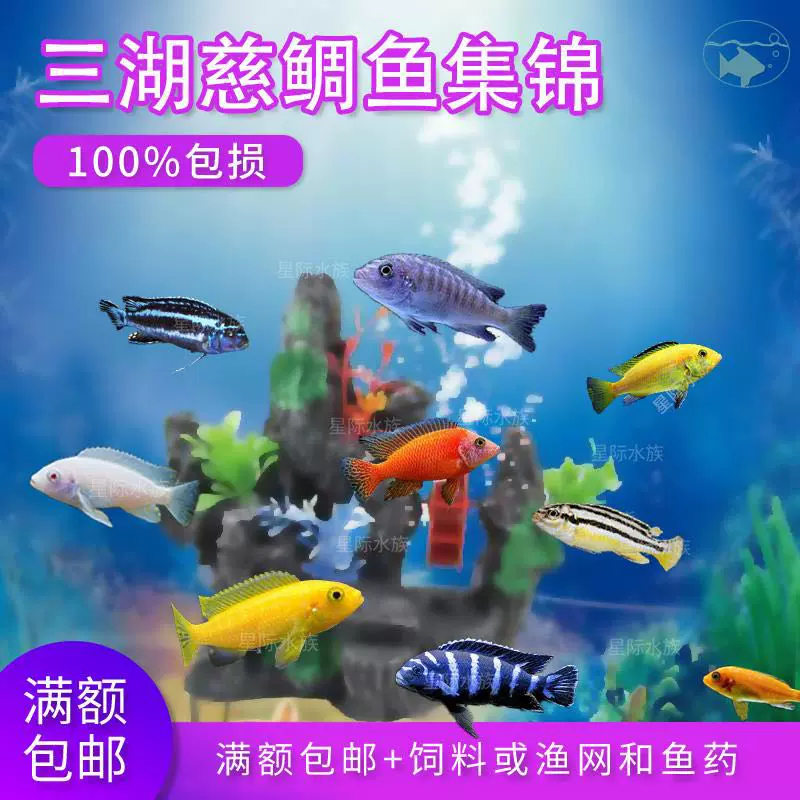 三湖慈鯛活體馬雕非洲王子熱帶觀賞魚小型淡水魚好養易活活體包郵 Taobao