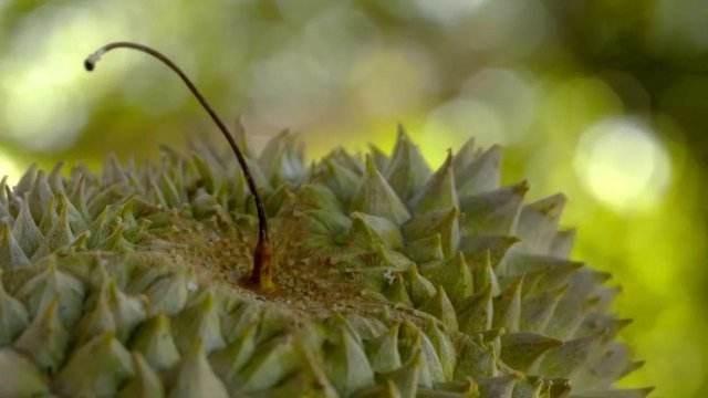 众享美味榴莲干，与味蕾来一场邂逅(图10)