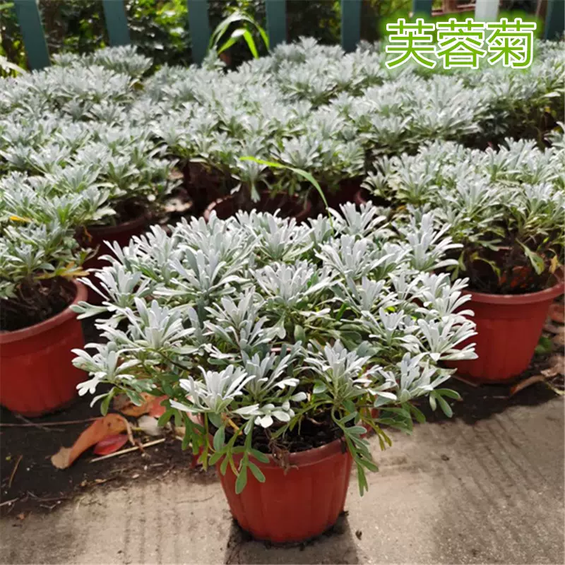 芙蓉菊朝霧草綿杉菊銀香菊雪艾玉芙蓉雪葉菊庭院陽臺室內鮮活苗 Taobao