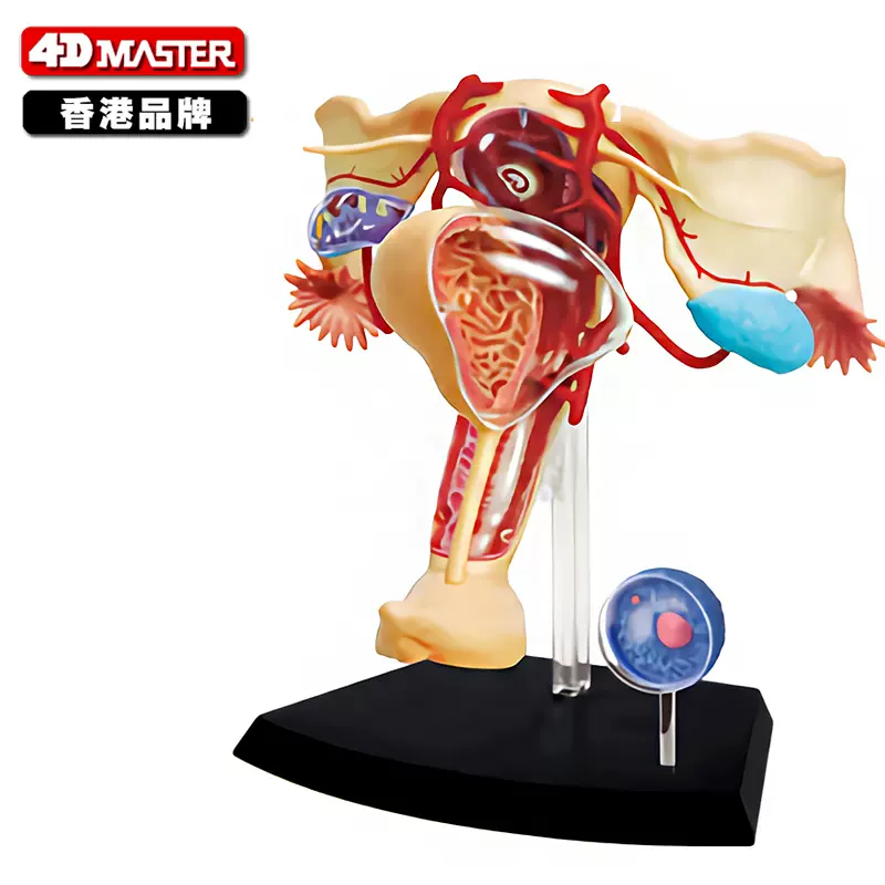 人体模型 女性器官 女性骨盆带生殖器官模型| 1000335 | L31 | 生殖和骨盆模型| 3B