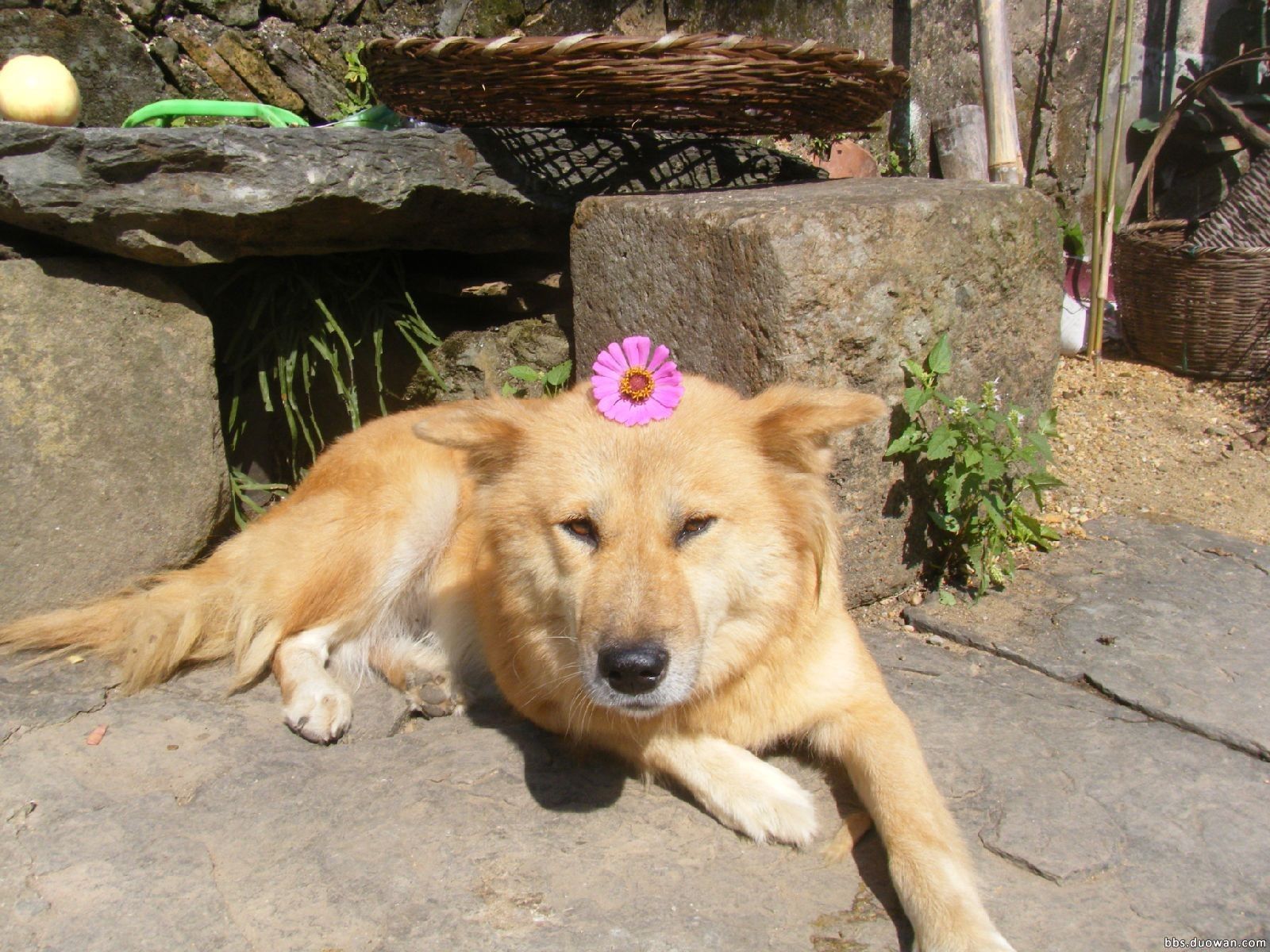 其實以前也有中華田園犬成為軍犬的例子.