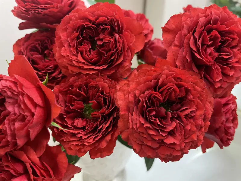 鈴蘭家 唐紅日本新品多頭切花玫瑰花苗紅色花卉多季節開花 鈴蘭家 唐紅日本新品多頭切花玫瑰花苗紅色花卉多季節開花