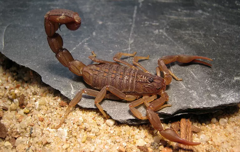 刚果红鳄背蝎 棕鳄背蝎(单性繁殖)沙漠蝎 宠物蝎 新手入门