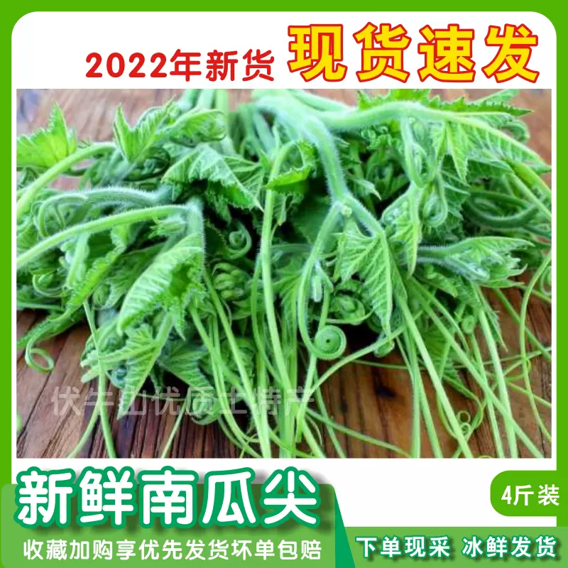 22年新鮮南瓜尖農家龍鬚菜現貨楠瓜葉野菜嫩瓜藤窩瓜頭兒3斤包郵 Taobao