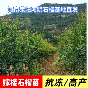 
Tunisian mule soft seed pomegranate tree grafted extra large pure sweet fruit sapling basin planting fruit tree Xingyang base straight hair