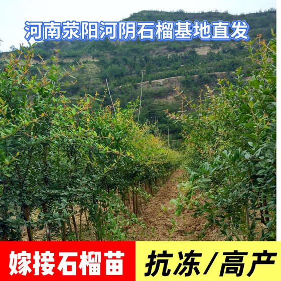 
Tunisian mule soft seed pomegranate tree grafted extra large pure sweet fruit sapling basin planting fruit tree Xingyang base straight hair