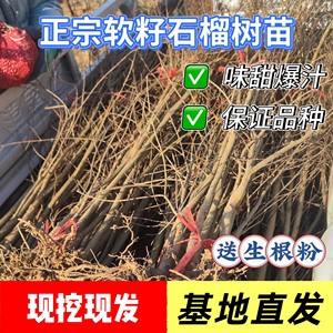 
Authentic Tunisian soft seed sweet pomegranate saplings 2 years old native seedlings potted ground planting extra large fruit Xingyang base direct delivery