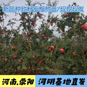 
Muller soft seed pomegranate sapling pure sweet grafting Tunisian large fruit seedling courtyard fruit tree basin planting Xingyang Heyin