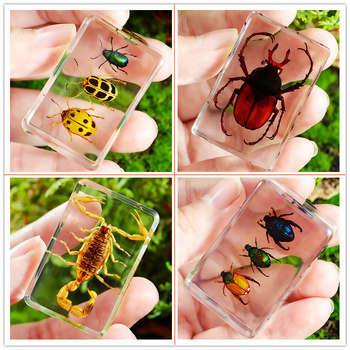 Real insect specimens transparent resin