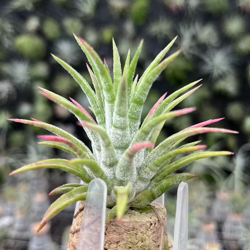 空气凤梨展示Tillandsia ionantha 'Mexican Zebra''驴精'