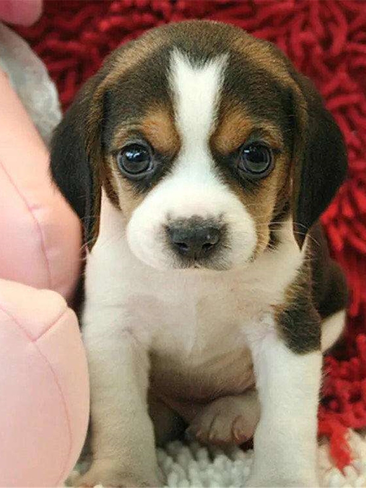 出名宠缘犬业     活体比格犬