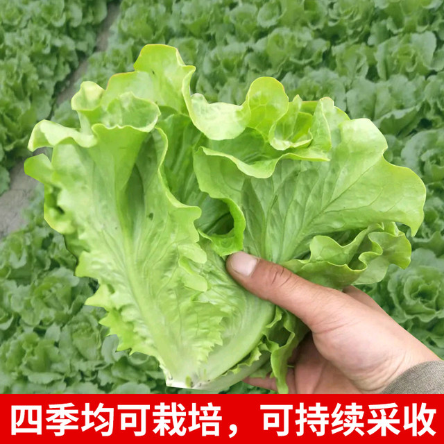 Italian cream lettuce seeds Roman peacock carrot purple lettuce seeds vegetable spring and summer rapeseed seeds