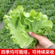 Italian cream lettuce seeds Roman peacock carrot purple lettuce seeds vegetable spring and summer rapeseed seeds