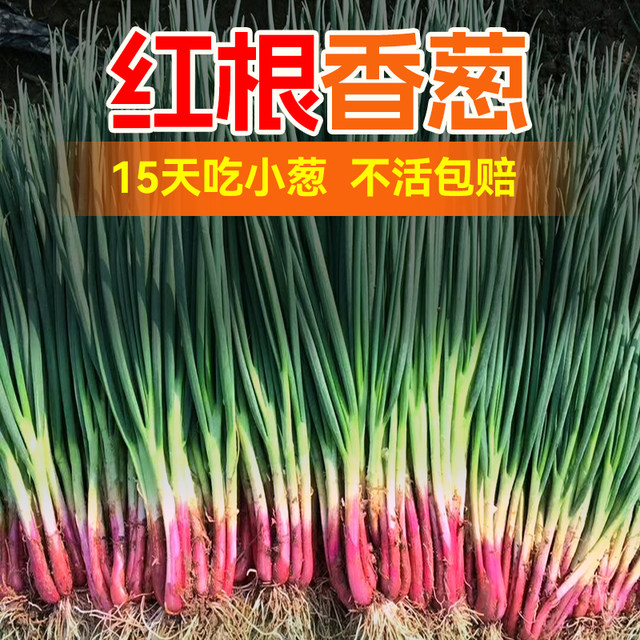 Red root chive seeds red onion chive seeds onion seeds four seasons autumn and winter potted vegetable seedlings rapeseed