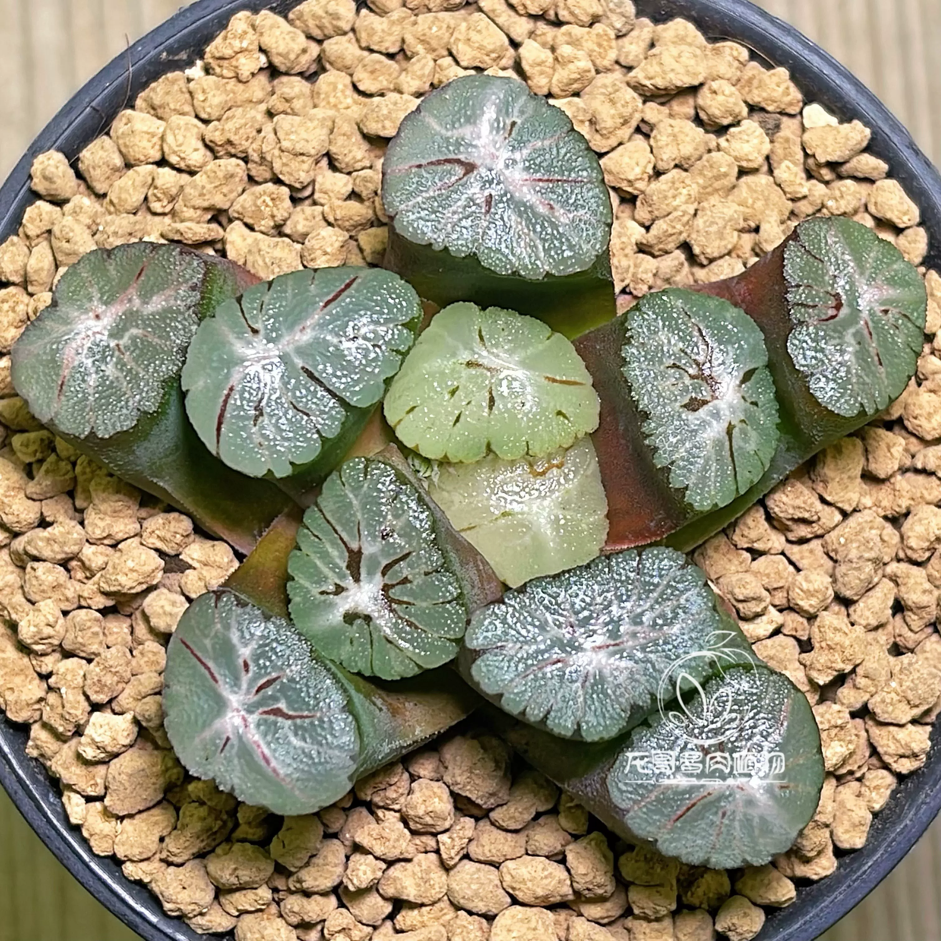 多肉植物 ハオルチア 奇妍系 台湾李氏実生 一品限り No.196 【公式通販】