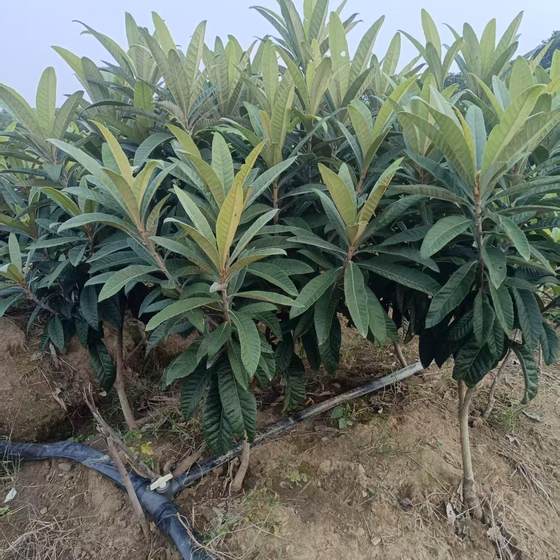 
Authentic Suzhou Dongshan White Sand White Jade Loquat Grafted Seedlings Fruit Trees Excavation with Soil Balls Home Fruit Trees Delivered with Fruit