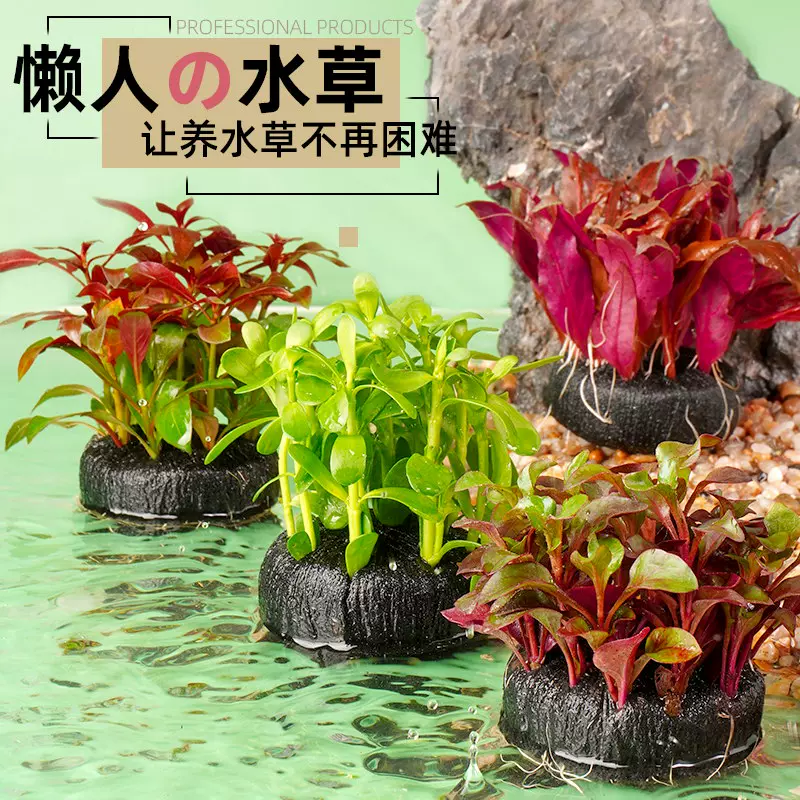 鱼缸水草植物淡水活体水族造景懒人坨草后景水生真