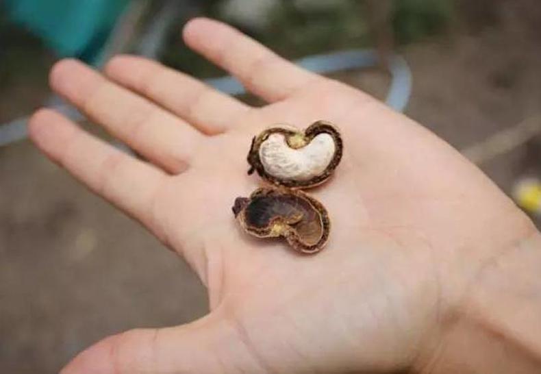 挑选腰果小窍门，美食养生式消耗脂肪(图10)