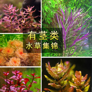 
Fish and plant tank landscaping middle and rear scenes with stemmed aquatic plants, green chrysanthemums, palace aquarium decoration, lazy real aquatic plants, Xinjiang